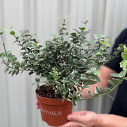 https://images.avasam.com/?url=https://avasamnew.s3.amazonaws.com/live//IMG_4277.jpg&w=500