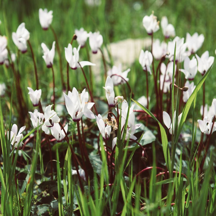 White Hardy Cyclamen (9cm Pot)