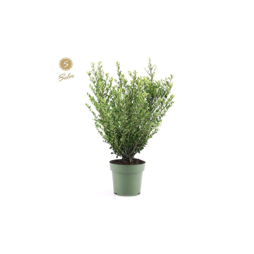 Ilex crenata 'Jenny' 4L (70-80cm inc. growers pot)