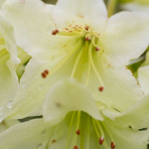 Dwarf Rhododendron 'Wren' 2L