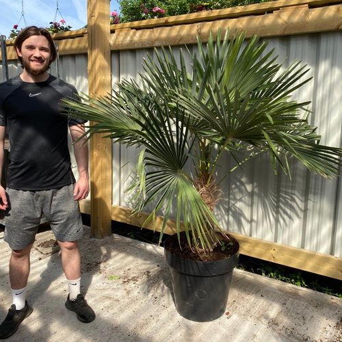 Large Trachycarpus Fortunei (160-80cm/ TRUNK 50-60cm)