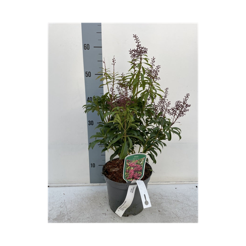 Pieris japonica 'Passion' 3L (50-60cm)