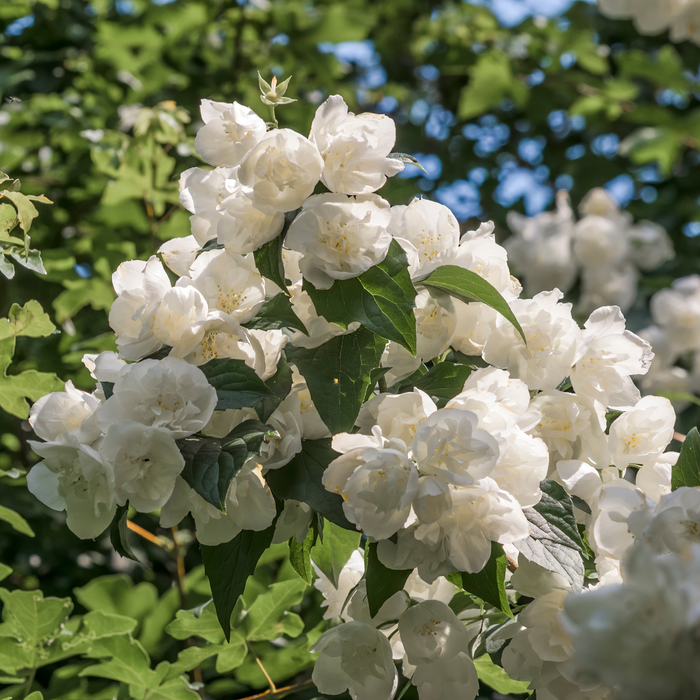 Philadelphus 'Bouquet Blanc' 1L