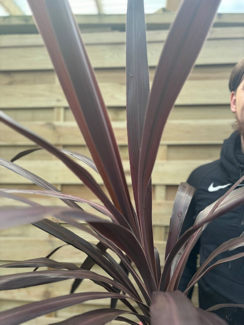 Cordyline 'Superstar' 5L 80-90cm