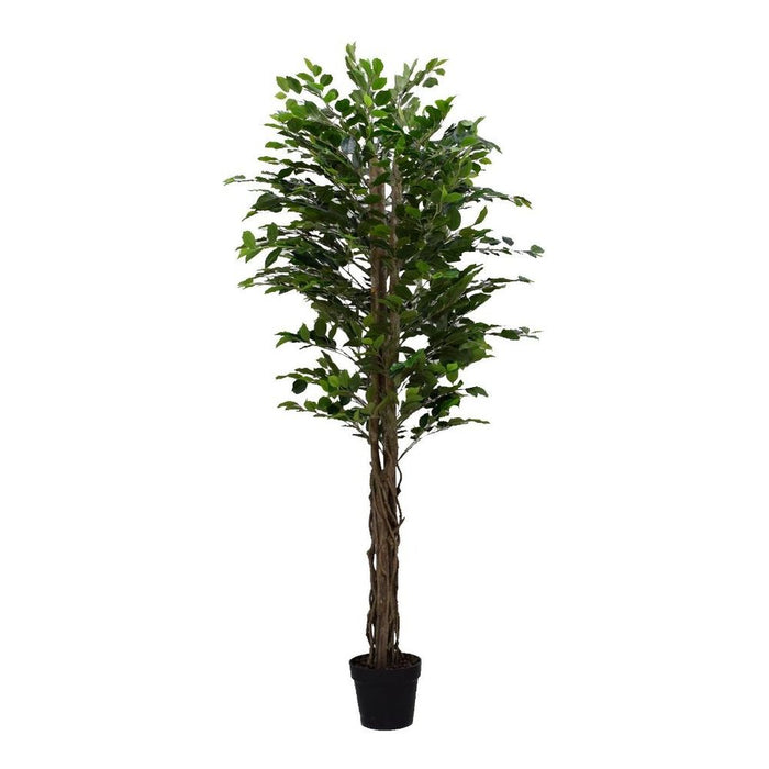 Captivating Artificial Ficus Tree: Green Twisted Trunk, 6ft / 180cm