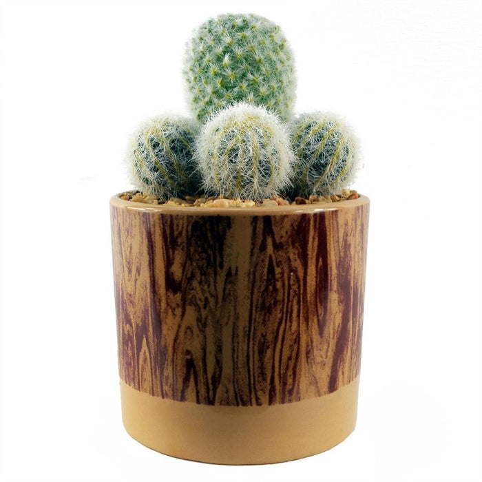 Realistic 20cm Artificial Cactus in Ceramic Planter