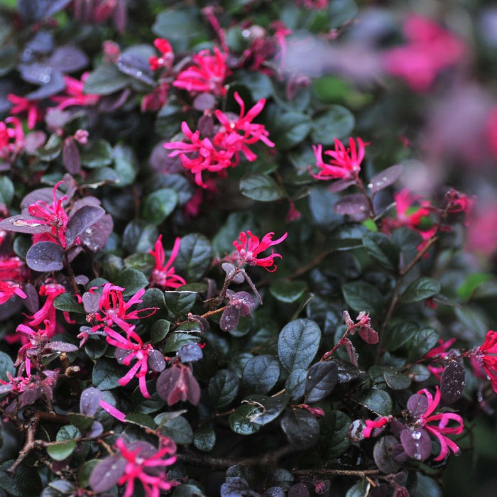 Loropetalum Chinese Fire Dance 9cm