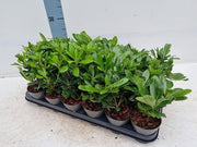 https://images.avasam.com/?url=https://avasamnew.s3.amazonaws.com/live//PittosporumNanum.jpg&w=500