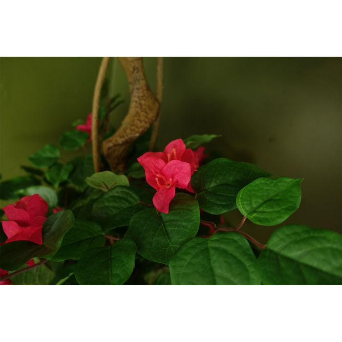 150cm Pink Japanese Silk Bougainvillea Tree: High Quality, Exquisite Beauty