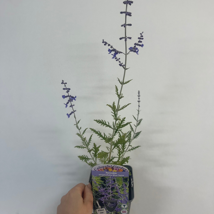 Perovskia 'Blue Spire' 9cm