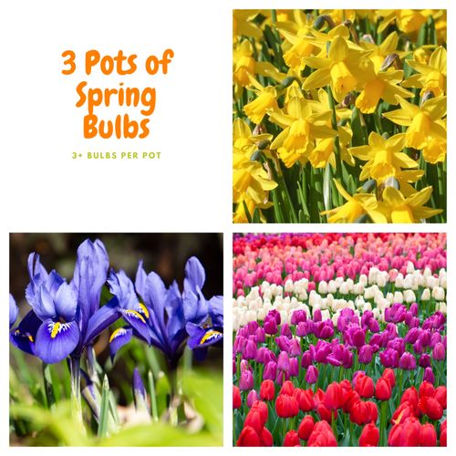 https://images.avasam.com/?url=https://avasamnew.s3.amazonaws.com/live//SpringBulbs.jpg&w=500