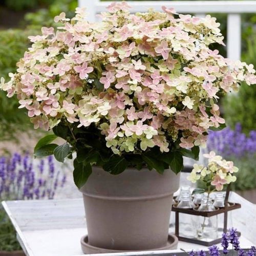 Hydrangea paniculata Switch 'Ophelia' 3L