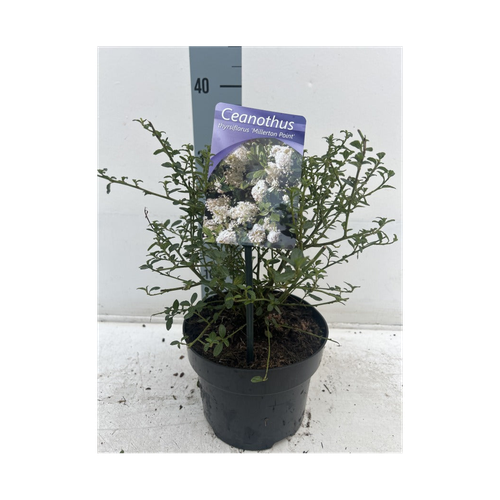 Ceanothus thyrsiflorus 'Millerton Point' 2L | Evergreen White Californian Lilac