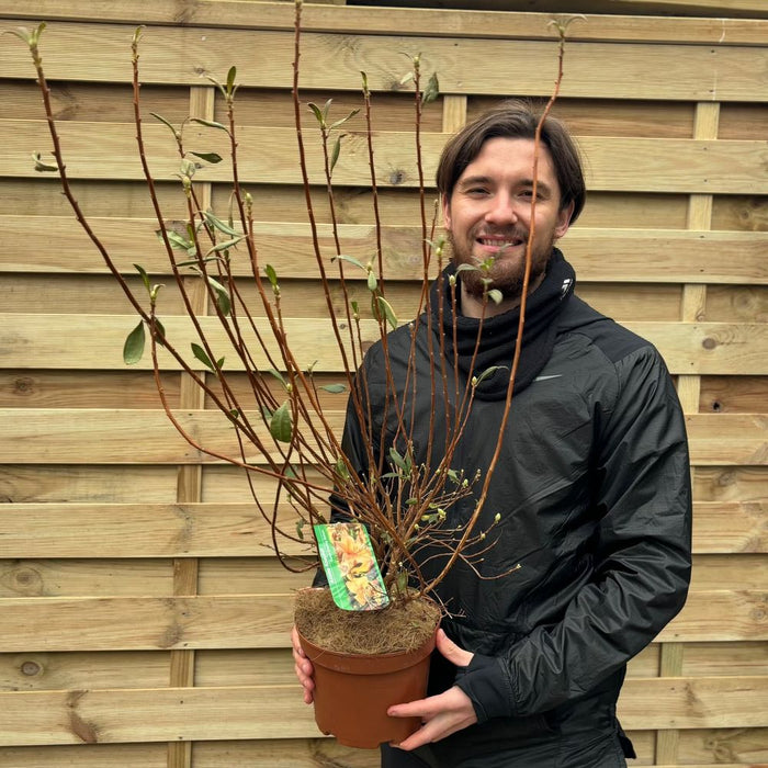 Azalea knaphill 'Pentanthera Agnes' 3L