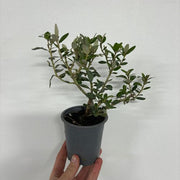 https://images.avasam.com/?url=https://avasamnew.s3.amazonaws.com/live//BC37701F-4C68-41F4-B22E-C37EDFD10DBA.jpg&w=500