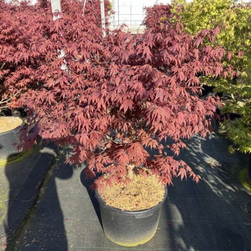 https://images.avasam.com/?url=https://avasamnew.s3.amazonaws.com/live//AcerPalmatumAtropurpurem170cmC50.jpg&w=500