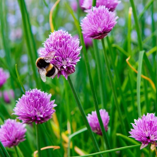 Chives (Herb) 9cm