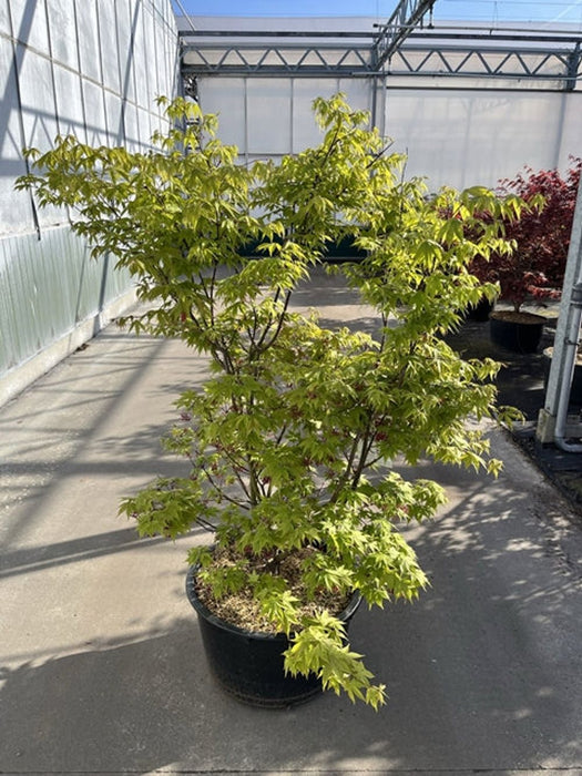 Acer palmatum 'Osakazuki' 65L 170cm 65L 180cm