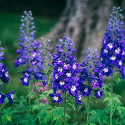https://images.avasam.com/?url=https://avasamnew.s3.amazonaws.com/live//Shutterstock_1104077246_6c945ce9-1570-4fb7-a945-5c5dbf9d2121.jpg&w=500