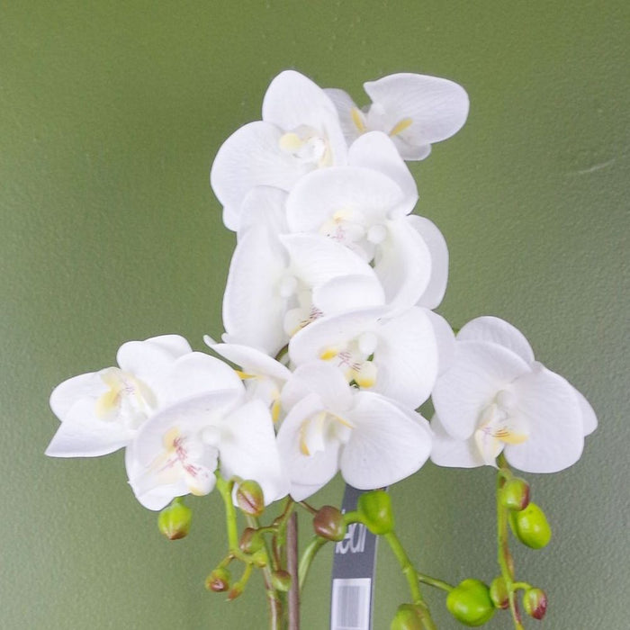 Premium 54cm White Orchid Plant - Realistic Artificial Flowers & Gold Pot