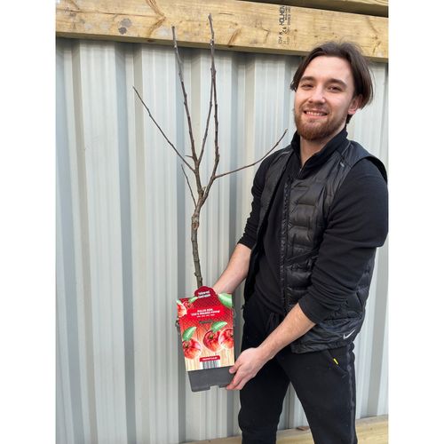 Cox's Orange Pippin Dwarf/Patio Apple Tree  1m