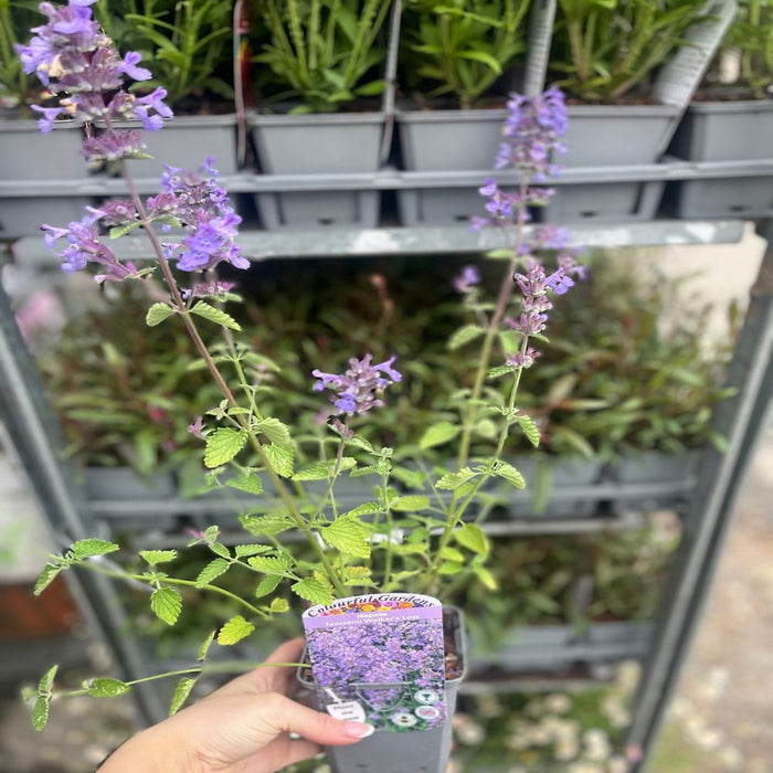 Nepeta 'Walker’s Low' 9cm