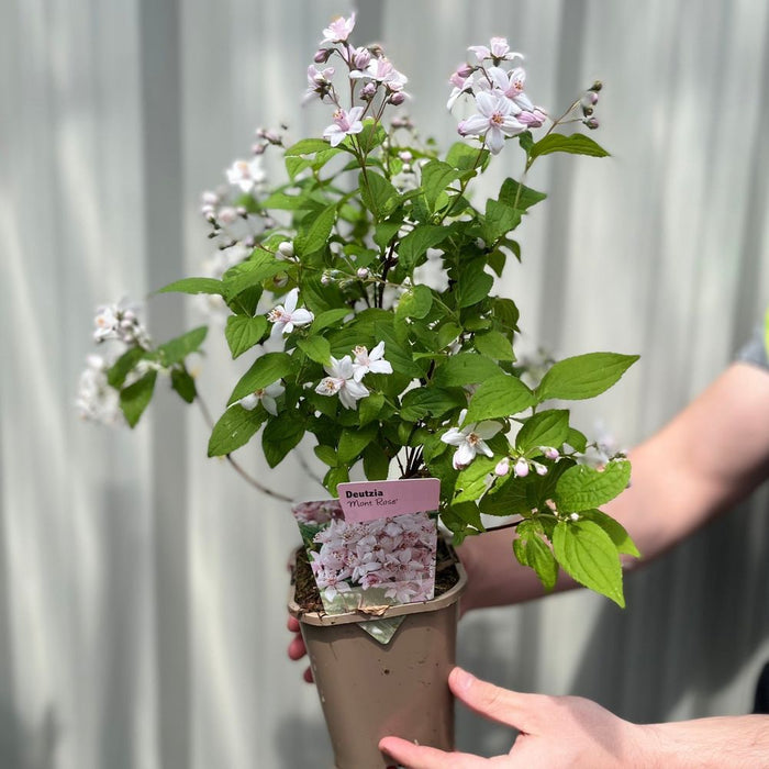 Deutzia 'Mount Rose' 1L (star shaped pink flowers)