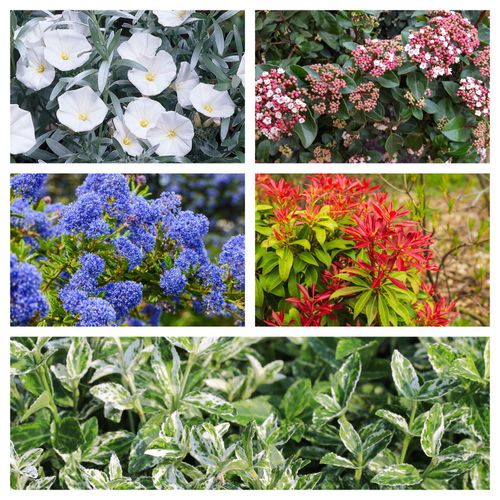 https://images.avasam.com/?url=https://avasamnew.s3.amazonaws.com/live//EvergreenShrubMix5PlantsNew.jpg&w=500