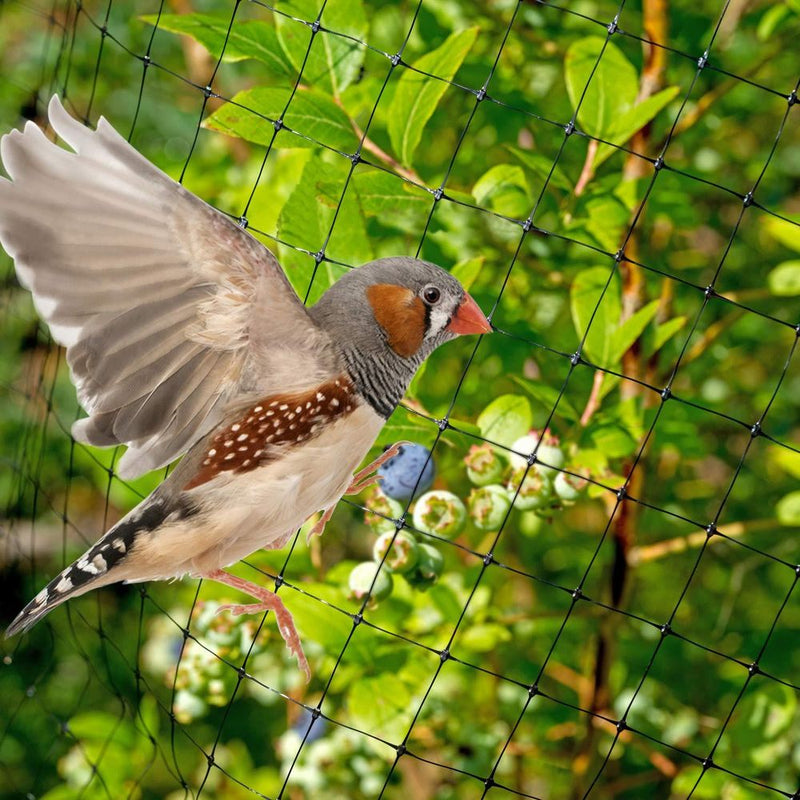 Anti Bird Garden Netting 2M X 10M - Plant Veg Crops Fruit Fine Mesh - Pond Net - Protects Plants from Birds - High Quality