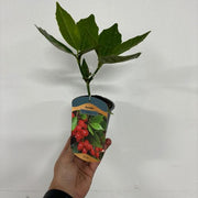 https://images.avasam.com/?url=https://avasamnew.s3.amazonaws.com/live//5D818492-1CA5-467E-BAA0-F6C73B178C54.jpg&w=500