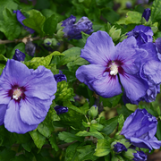 https://images.avasam.com/?url=https://avasamnew.s3.amazonaws.com/product/GB010245/S0671557181/main.png&w=500