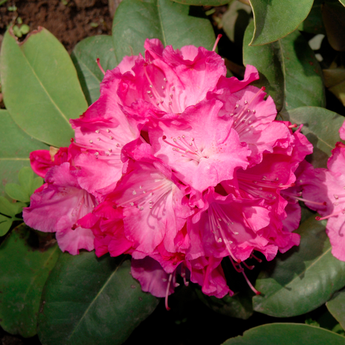 https://images.avasam.com/?url=https://avasamnew.s3.amazonaws.com/live//RhododendronGermania.png&w=500