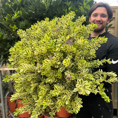 Variegated Hebe 'Franciscana' 7.5L