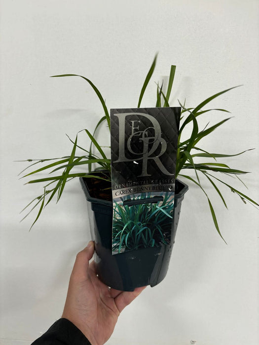 Carex 'Bunny Blue' 2L