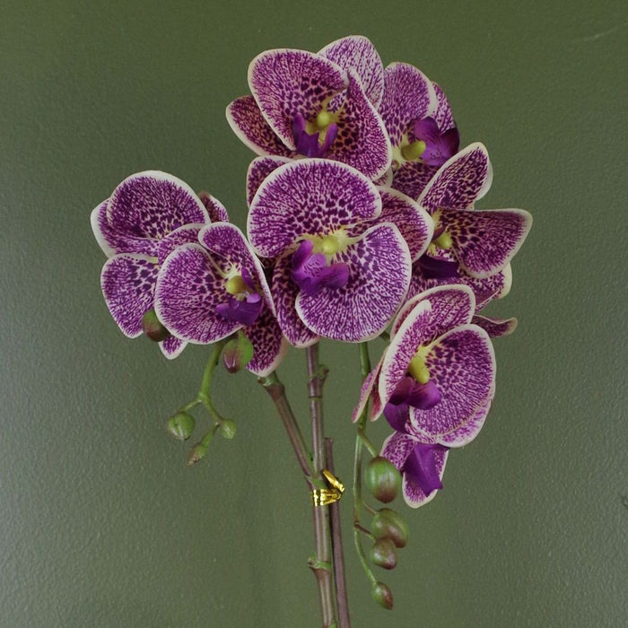 50cm Purple Leopard Phalaenopsis Orchid - Realistic Artificial - Gold Pot