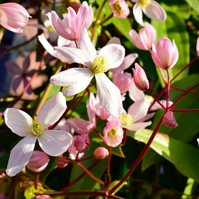 Clematis armandii - Hendersonii Rubra (Evergreen)