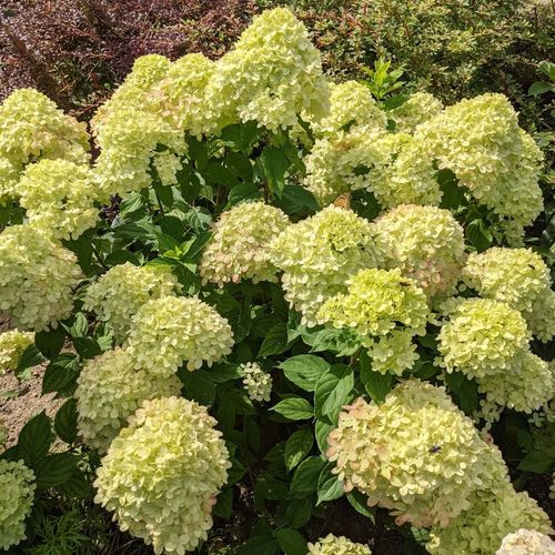 Hydrangea paniculata 'Little Lime' 3L