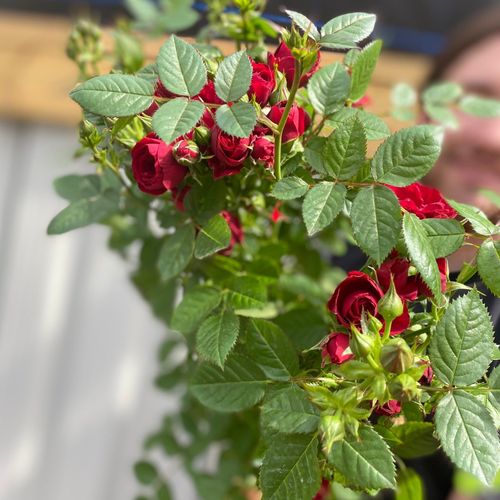 Patio Standard Rose 'Red' 70-80cm