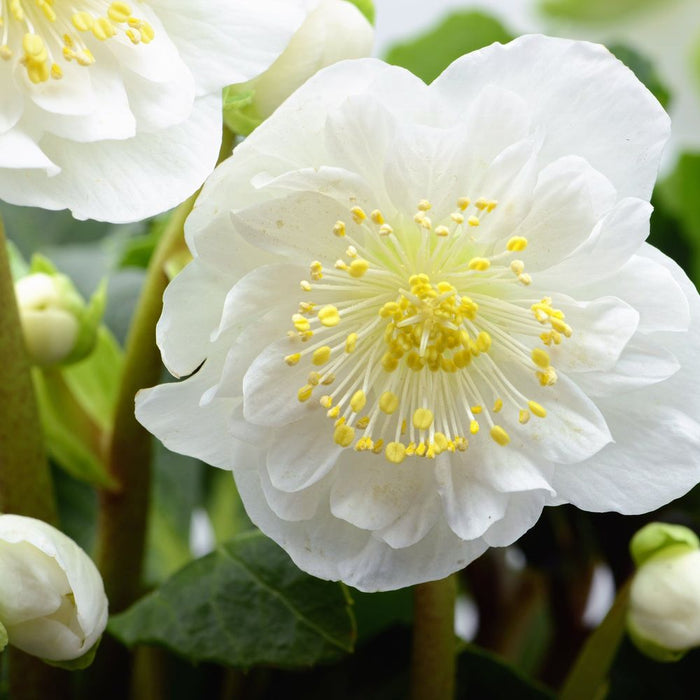 Mix of 3 Helleborus orientalis - Pink/White/Purple (9cm) 3 FOR £15