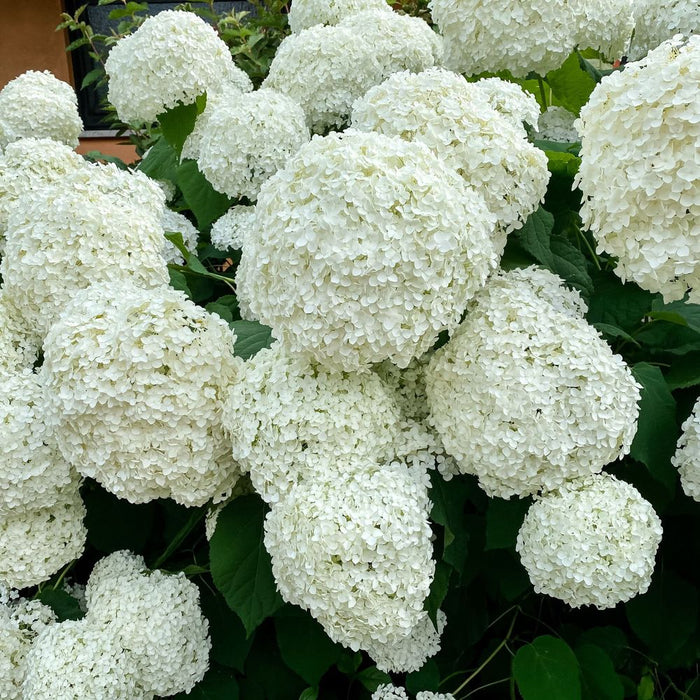 Hydrangea arborescens 'Annabelle' 2L