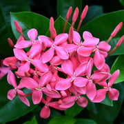 https://images.avasam.com/?url=https://avasamnew.s3.amazonaws.com/product/GB010245/S0671555694/main.png&w=500