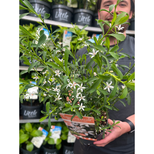 https://images.avasam.com/?url=https://avasamnew.s3.amazonaws.com/product/GB010245/S0671651926/2.png&w=500
