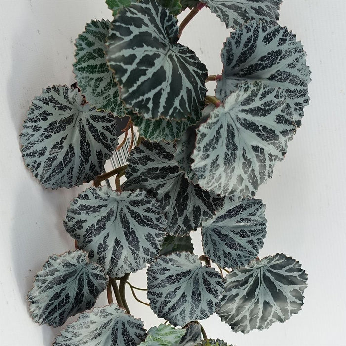 Realistic Trailing Begonia - 50cm Artificial Plant - Genuine Leaf - High Quality