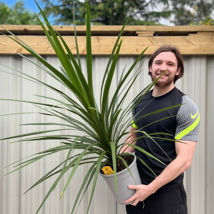 Cordyline australis Green | 1m-1.2m