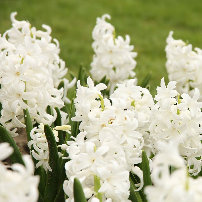 Hyacinth Mixed (3 Bulbs)