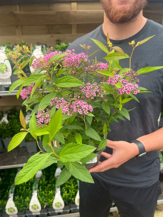 Spiraea japonica 'Anthony Waterer' 2L