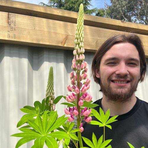 Lupin Gallery Rose 2L