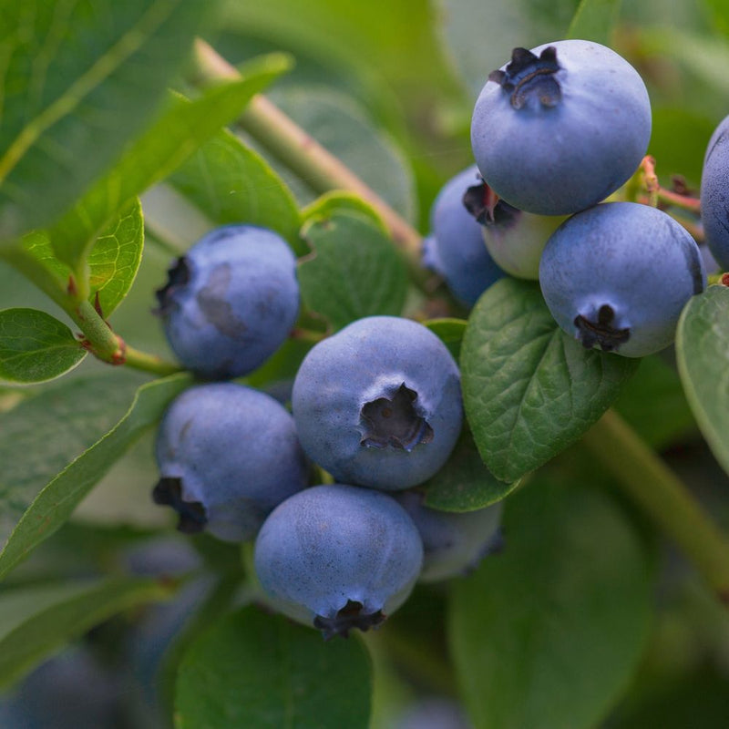 Vaccinum - Blueberry - Goldtraube 2L