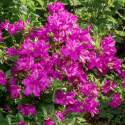 https://images.avasam.com/?url=https://avasamnew.s3.amazonaws.com/live//BlueDanube2.jpg&w=500