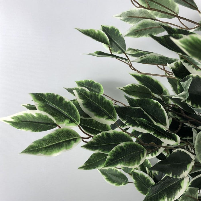 130cm Tall Variegated WhiteandGreen Bushy Ficus Tree